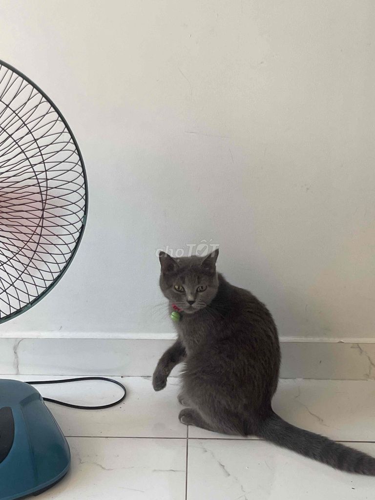 Mèo  anh  Xám đã tiêm phòng. Mua bán Mèo tại Thành phố Thuận An Bình Dương được đăng bởi ̂ Alua ̂ ̂ hình 1