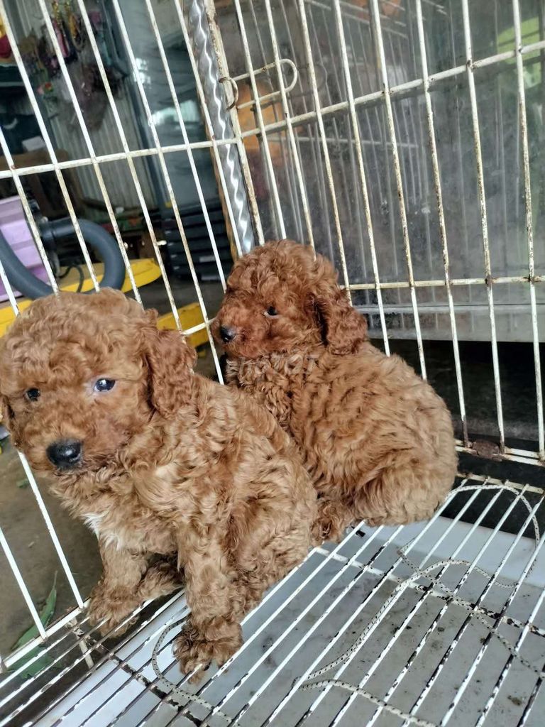 poodle,fox hưu đủ thứ