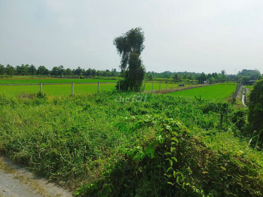 1000m2 đất trồng cây mặt tiền xã Bình Mỹ giá chỉ 2.5 tỷ Đường Bình Mỹ, Xã Bình Mỹ, Huyện Củ Chi, Tp Hồ Chí Minh Huyện Củ Chi Tp Hồ Chí Minh