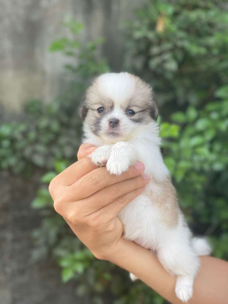 Chó Nhật lai Bắc Kinh cái. Mua bán Chó tại Thành phố Biên Hòa Đồng Nai được đăng bởi Nguyễn Hoàng hình 1