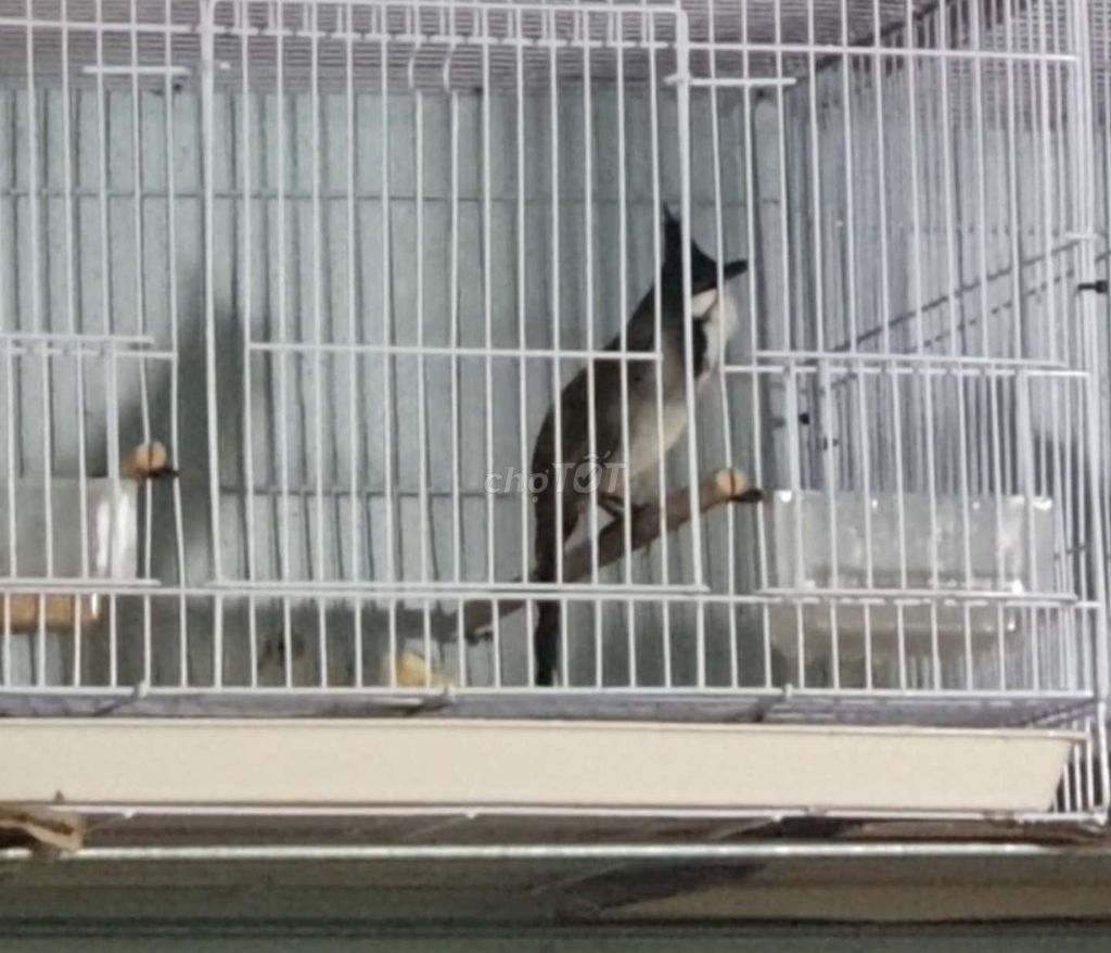 Bổi Đấu Tuyển Mới Vào Cám Dữ Chim. Mua bán Chim tại Thành phố Thủ Đức Tp Hồ Chí Minh được đăng bởi Hoàng Thịnh hình 3