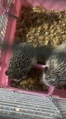 1 con mẹ 3 con nhỏ biết ăn. Mua bán Thú cưng khác tại Thành phố Thuận An Bình Dương được đăng bởi Trần Anh Khoa