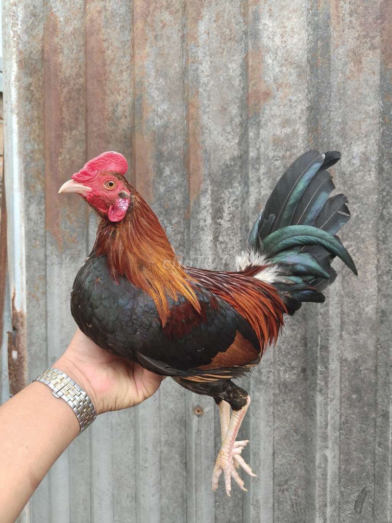 Siu mỹ trang 1k3 tay 1cuc log mới ze chơi liên đc. Mua bán Gà tại Thành phố Thủ Dầu Một Bình Dương được đăng bởi Thanh Tiền hình 2