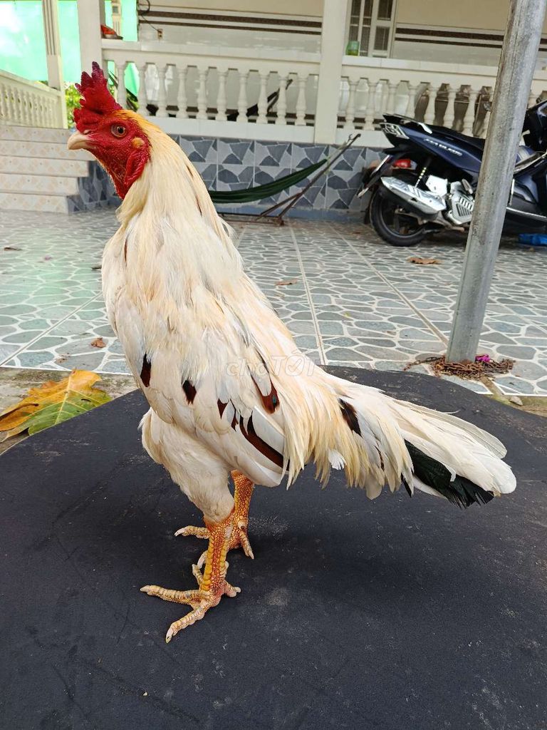 Gà trống 3.4kg màu Trắng. Mua bán Gà tại Thành phố Ngã Bảy Hậu Giang được đăng bởi Tuấn An hình 1