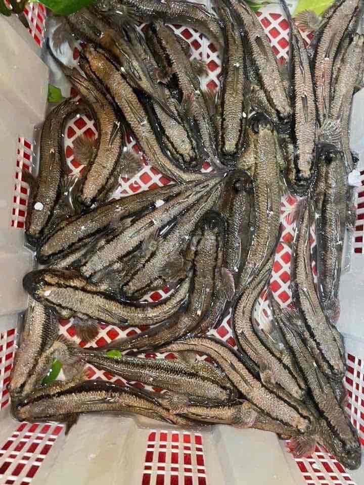 Cá thòi lòi thiên nhiên cà mau. Mua bán Đồ ăn, thực phẩm và các loại khác tại Thành phố Thuận An Bình Dương được đăng bởi Minh hình 2