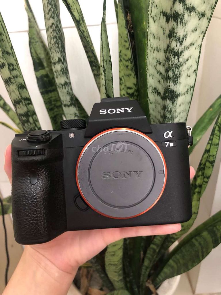 Sony A73 - 11k shot
