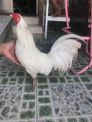 Trống xéo 1kg50.. Mua bán Gà tại Huyện Trà Cú Trà Vinh được đăng bởi Liao Wei