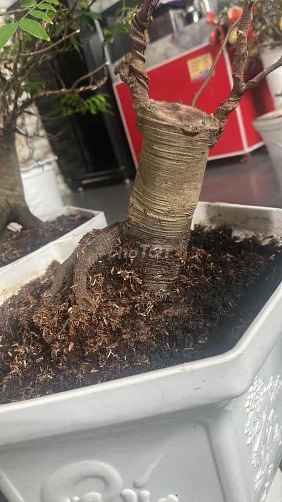 Cây khế Bonsai chậu Trắng. Mua bán Cây cảnh, đồ trang trí tại Thành phố Cà Mau Cà Mau được đăng bởi Đặng Ngọc Diệu hình 1