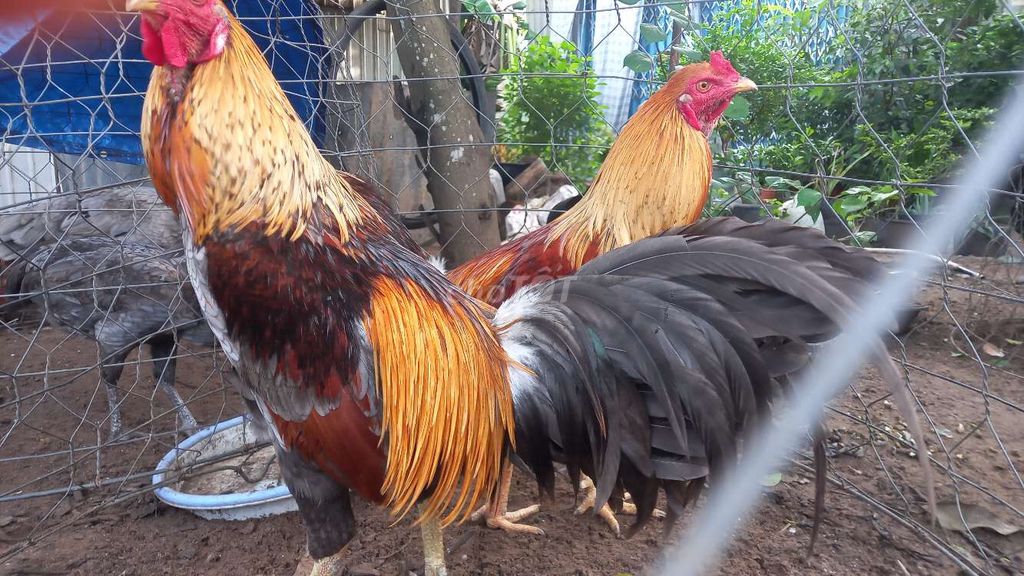 Gà chọi Xám tơ  2.5kg. Mua bán Gà tại Huyện An Phú An Giang được đăng bởi bảo đồ si  hình 1
