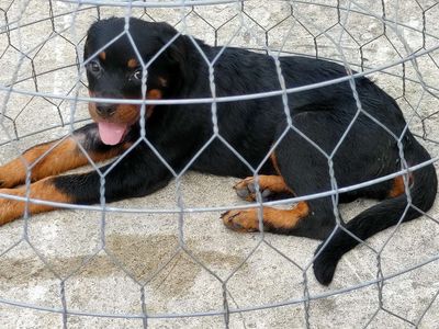 Chó Rottweiler.CT. Mua bán Chó tại Quận Cái Răng Cần Thơ được đăng bởi Nhân Rottweiler 