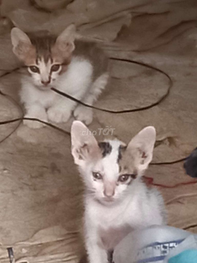 Mèo con Trắng vằn đã biết ăn. Mua bán Mèo tại Quận Ninh Kiều Cần Thơ được đăng bởi Gà Vẩy Rồng Vĩnh Long hình 1
