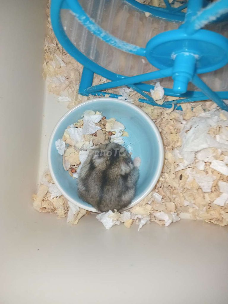 Chuột Hamster WW cái 2 tháng tuổi. Mua bán Thú cưng khác tại Huyện Nhà Bè Tp Hồ Chí Minh được đăng bởi nhi hình 1