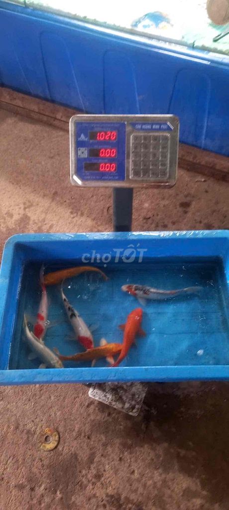 7 con koi 1kg mời ae ghé lựa ạ