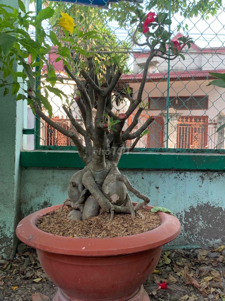 Hoa sứ Đỏ vàng. Mua bán Cây cảnh, đồ trang trí tại Thành phố Biên Hòa Đồng Nai được đăng bởi Trần Vinh Hiển hình 1