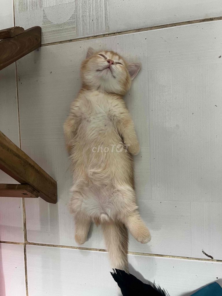 Mèo chân ngắn. Mua bán Mèo tại Quận 7 Tp Hồ Chí Minh được đăng bởi Thanh Tuyền hình 6