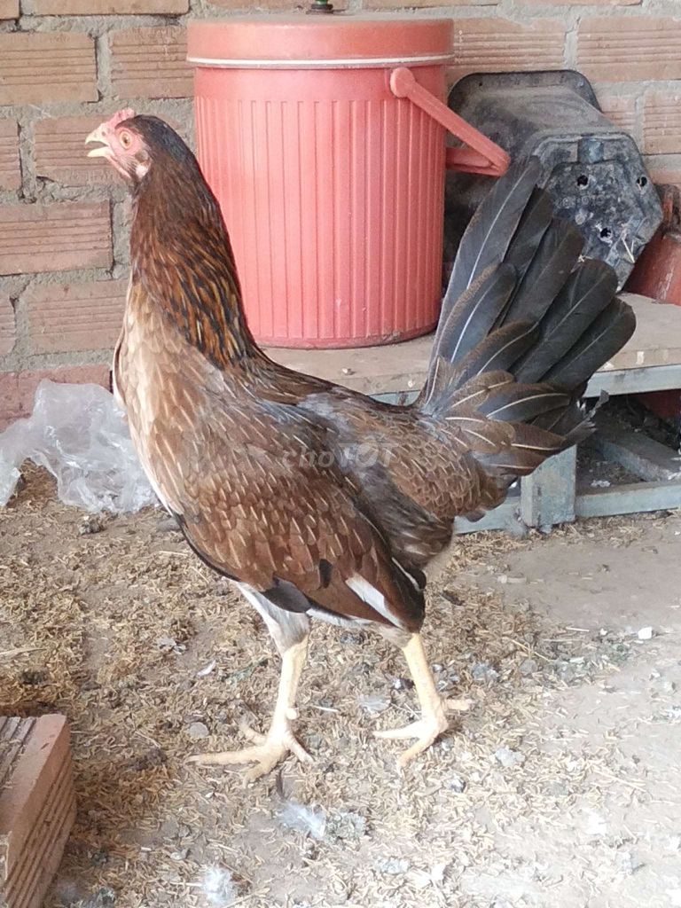 Gà Mỹ Mái 1.7kg trạng đẻ 2ki. Mua bán Gà tại Huyện Châu Đức Bà Rịa - Vũng Tàu được đăng bởi gà gia công hình 1