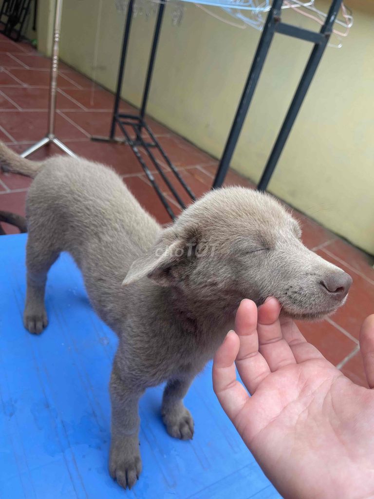 chó bắc hà màu xám hiếm có. Mua bán Chó tại Huyện Thường Tín Hà Nội được đăng bởi Thu Hoài hình 2