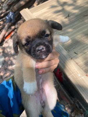 Corgi lai Pug 1 tháng tuổi