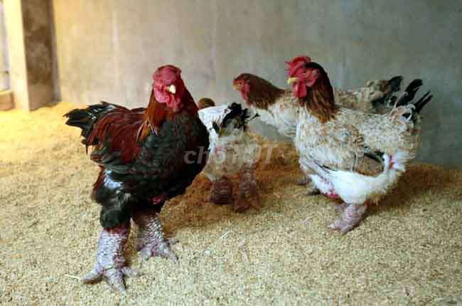 Gà Đông Tảo cả hai. Mua bán Gà tại Thành phố Thủ Đức Tp Hồ Chí Minh được đăng bởi Thành tin hình 1