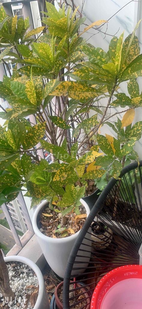 Cây cảnh Vàng anh. Mua bán Cây cảnh, đồ trang trí tại Huyện Gia Lâm Hà Nội được đăng bởi Vũ Giáp hình 1