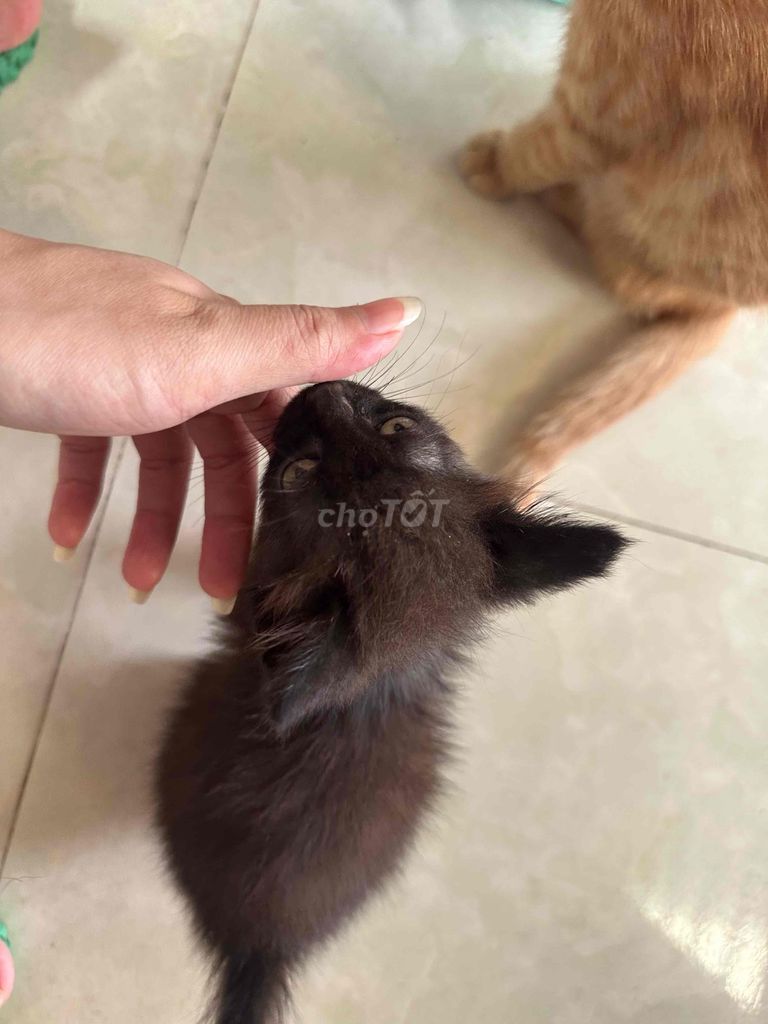 Mèo Lai Ald Đen. Mua bán Mèo tại Huyện Văn Lâm Hưng Yên được đăng bởi Thi Nhu Ly hình 1