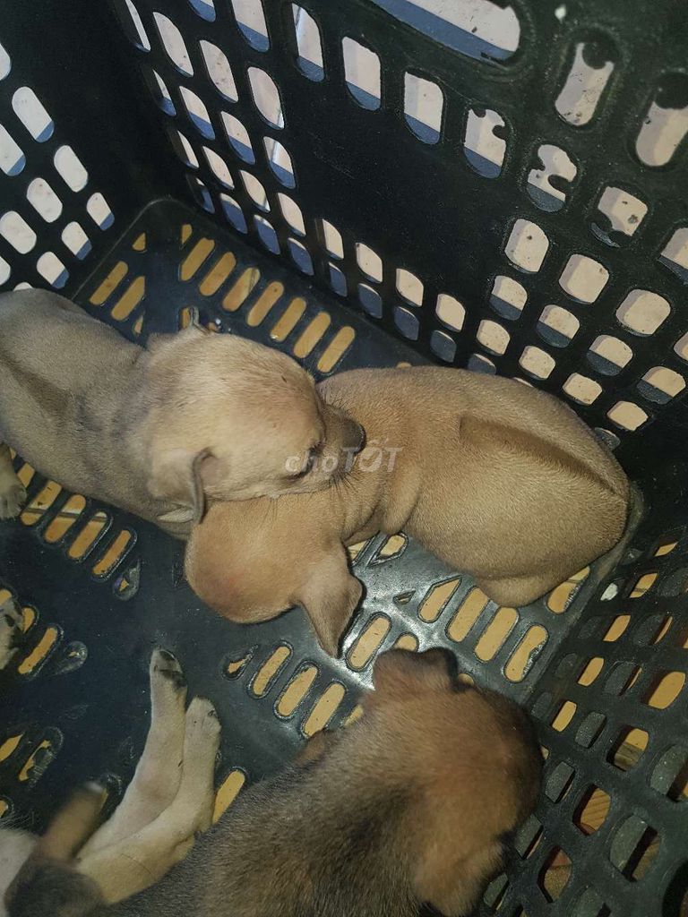 Chó Phú Quốc nâu nhà nuôi. Mua bán Chó tại Huyện Bình Chánh Tp Hồ Chí Minh được đăng bởi Võ Nhật Minh hình 1