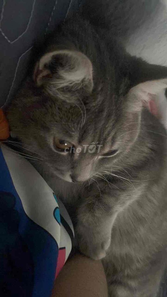 Mèo cái 1 năm tuổi. Mua bán Mèo tại Quận Bình Tân Tp Hồ Chí Minh được đăng bởi Thanh Vy hình 1