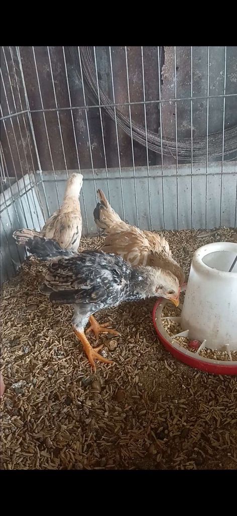 Gà Tre Bắc 1 trống 2 mái. Mua bán Gà tại Huyện Châu Thành Bến Tre được đăng bởi Hoàng Hải hình 1