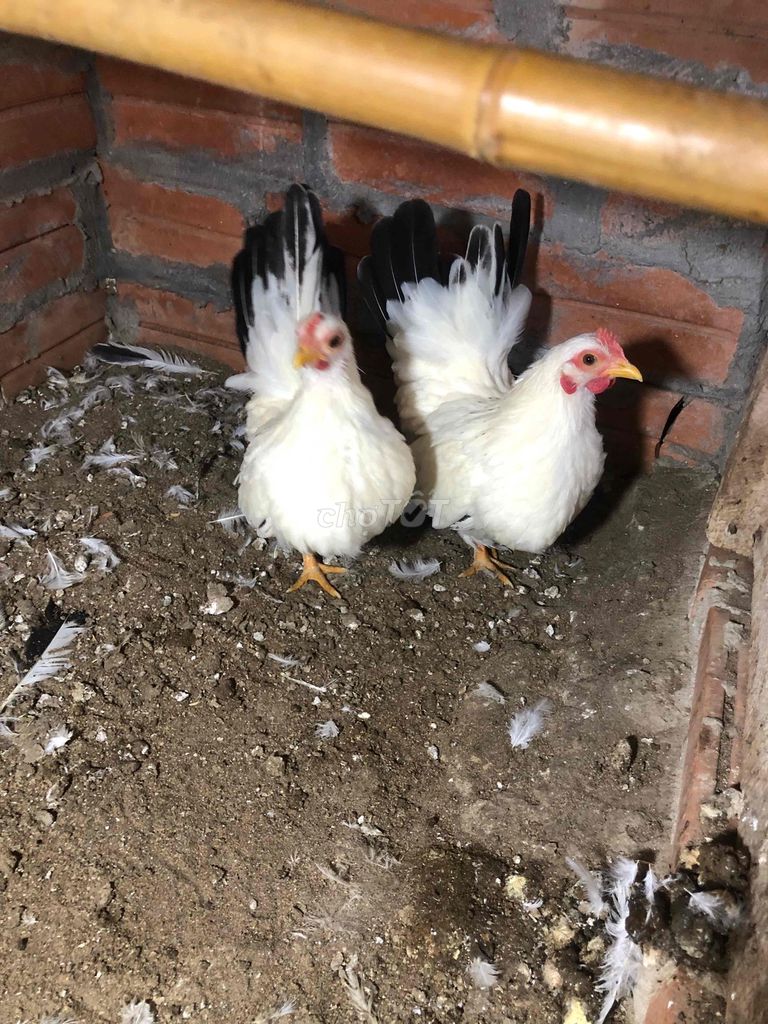 Gà cảnh Trắng Cái Mái tơ. Mua bán Gà tại Huyện Thanh Trì Hà Nội được đăng bởi Nguyên đuc cuong hình 1