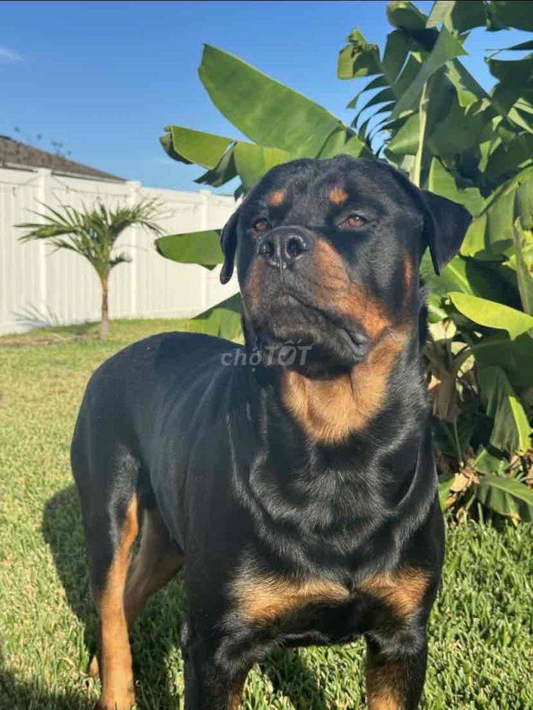 Rottweiler đã thuần và bé rất thích chơi banh. Mua bán Chó tại Thành phố Biên Hòa Đồng Nai được đăng bởi Phương Dung  hình 1