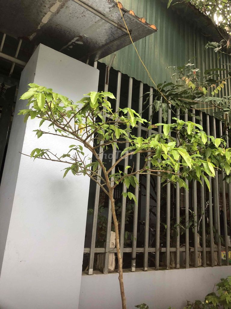 Cây hoa giẻ vàng 2m dáng bàn trà. Mua bán Cây cảnh, đồ trang trí tại Huyện Nông Cống Thanh Hóa được đăng bởi Lich dovan hình 1