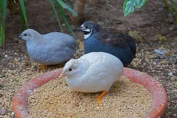 Gà mini Trắng, Xám, Đen. Mua bán Gà tại Quận Cẩm Lệ Đà Nẵng được đăng bởi Sunshine garden  hình 1