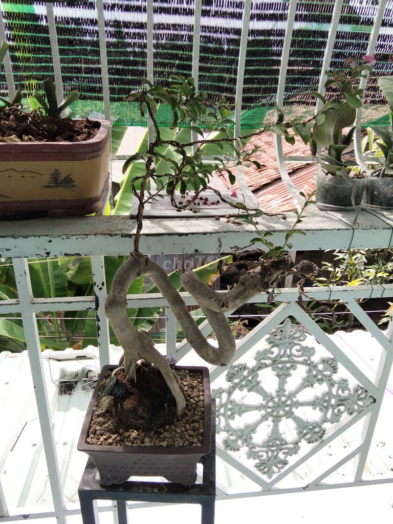 Cây Tường Vy Bonsai Gốm sứ. Mua bán Cây cảnh, đồ trang trí tại undefined undefined được đăng bởi Cường Minh hình 1