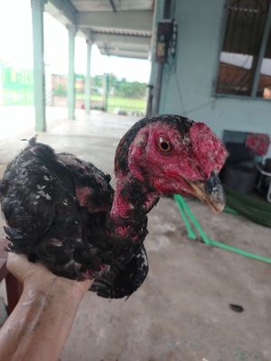 Gà đòn trên 2.5kg. Mua bán Gà tại Huyện Cần Đước Long An được đăng bởi Đen