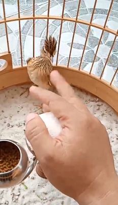 Sơn Ca Mồi 6 Tuổi Chơi mọi nơi. Mua bán Chim tại Quận 8 Tp Hồ Chí Minh được đăng bởi AKT