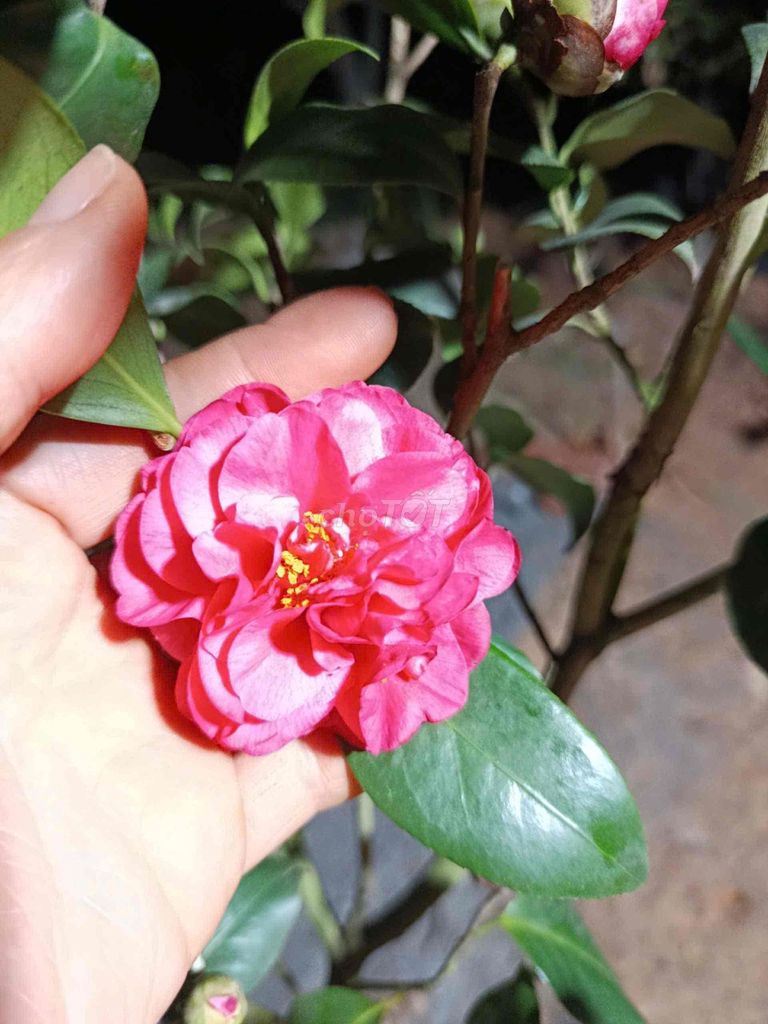 Cây cảnh Trà thâm bát diện. Mua bán Cây cảnh, đồ trang trí tại Huyện Sông Lô Vĩnh Phúc được đăng bởi Nhà vườn Ngọc Trang hình 1