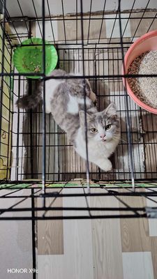 Mèo Bicolor chân lùn Trắng xám đã tiêm ngừa