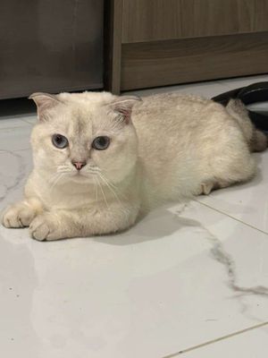 Thanh lý mèo aln chân lùn đực silver point. Mua bán Mèo tại Thị xã Bến Cát Bình Dương được đăng bởi Thông Nguyễn Hữu
