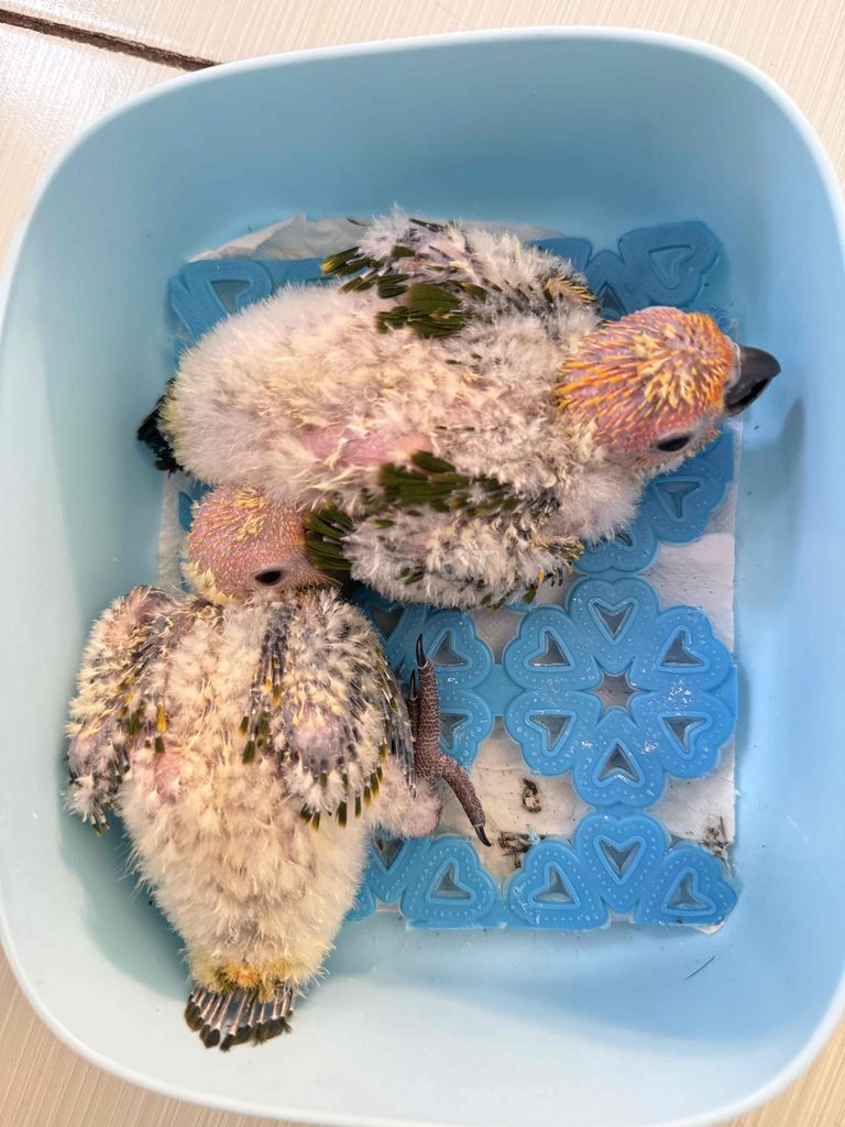 Sun non 25 ngày. Mua bán Chim tại Quận 6 Tp Hồ Chí Minh được đăng bởi Huệ Nhàn hình 1