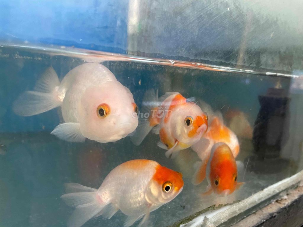 Cá Ranchu Oranda PingPong size 3 ngón 160k/1con