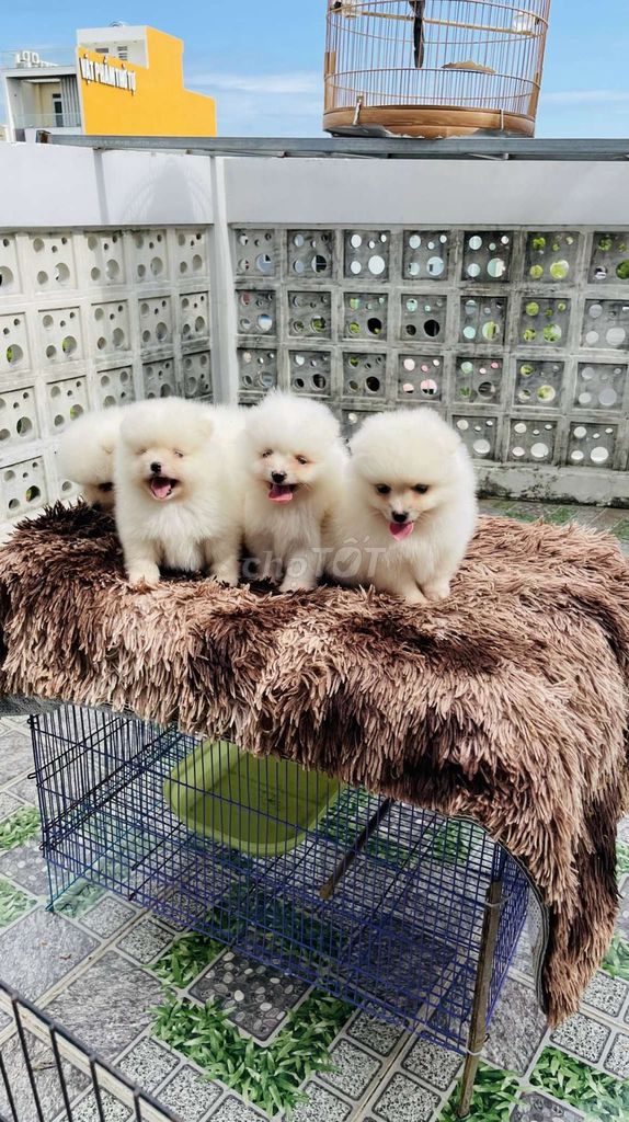 Phóc sóc f1 mini. Mua bán Chó tại Quận Hải Châu Đà Nẵng được đăng bởi xuandung hình 2