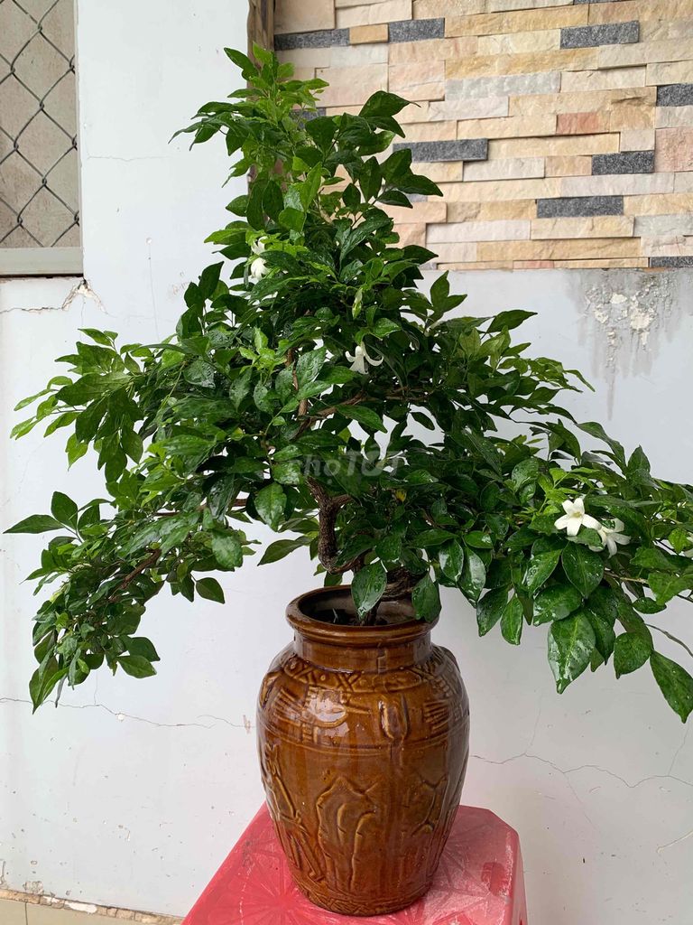 nguyệt quế bonsai nghệ thuật,hoa rất thơm,bao ship