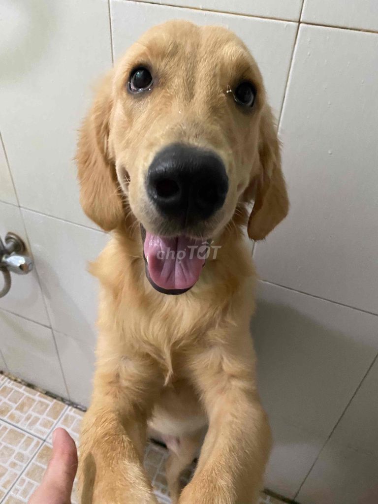 Chó Golden Retriever đực thuần chủng 10 tháng. Mua bán Chó tại Quận Hải Châu Đà Nẵng được đăng bởi Nguyễn Phạm Quốc Huy hình 6