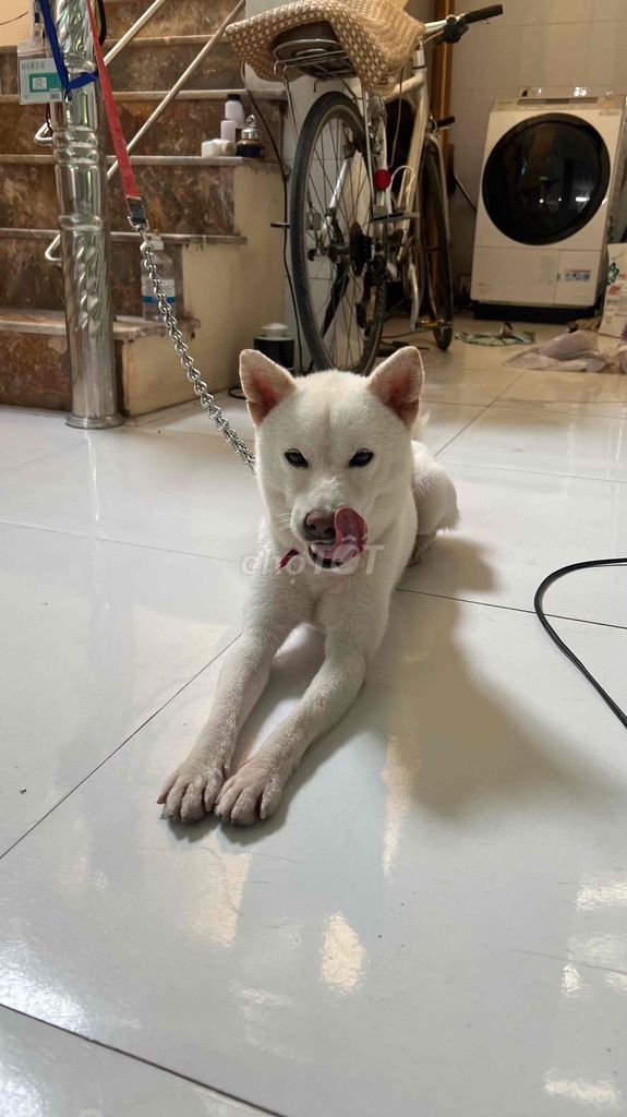 Chó Shiba đực Trắng đã tiêm phòng. Mua bán Chó tại Huyện Quốc Oai Hà Nội được đăng bởi Nguyen Xuan Hai hình 1