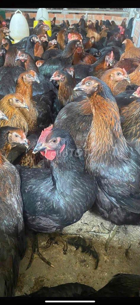vựa gà Sơn LÂM chuyên cung cấp sỉ lẻ gà. Mua bán Gà tại Thành phố Buôn Ma Thuột Đắk Lắk được đăng bởi Oryy hình 1