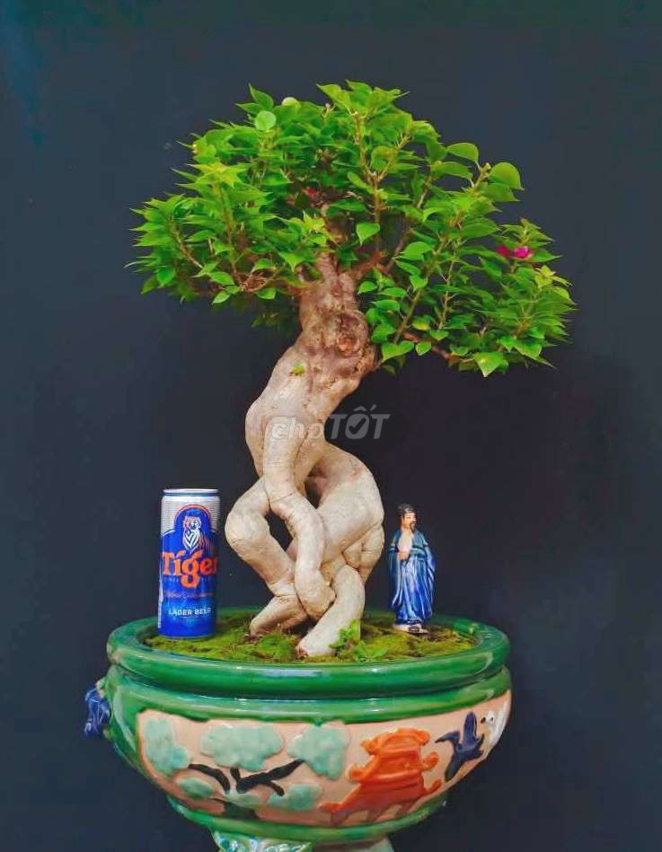 Cây Hoa Giấy Mỹ bonsai cao 60cm .