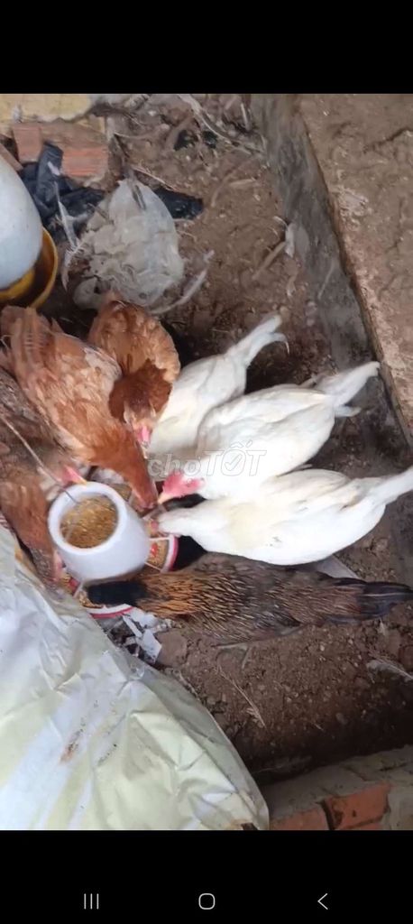 do don chỗ mới nen ko co chỗ de nuoi chia lai ae .. Mua bán Gà tại Thành phố Thủ Đức Tp Hồ Chí Minh được đăng bởi huynh nhan hình 1