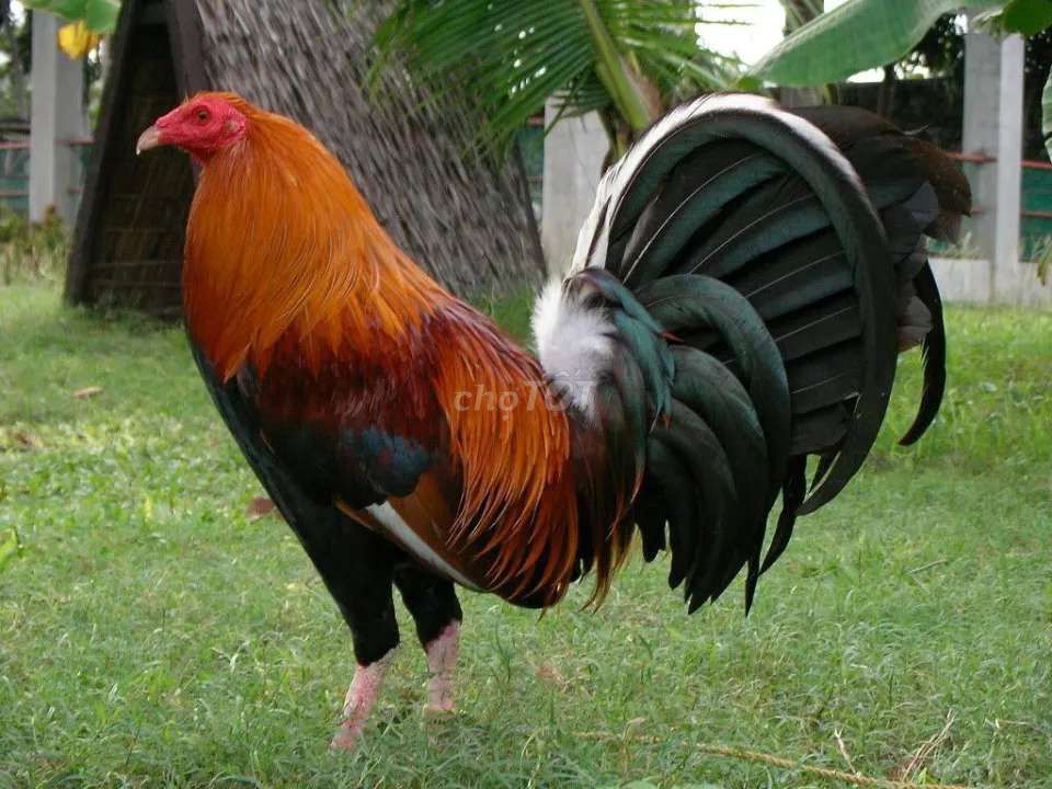 Gà Đực. Mua bán Gà tại Huyện Tịnh Biên An Giang được đăng bởi Nử hình 1