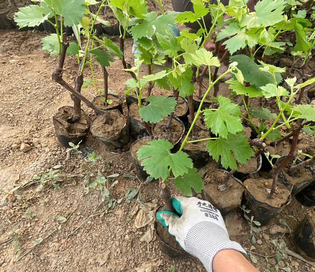 Cây giống Nho Hạ đen. Mua bán Đồ chuyên dụng, Giống nuôi trồng tại Huyện Gia Lâm Hà Nội được đăng bởi Hoàng thị muôn hình 1