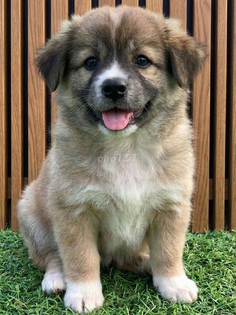 Chó Samoyed 2 tháng đã tiêm sổ giun có sổ bảo hành. Mua bán Chó tại Quận 12 Tp Hồ Chí Minh được đăng bởi Thi Thi hình 1